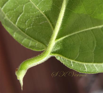  Petiole and leafbase (Abaxial view)